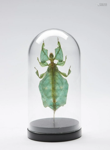 Naturalia Giant leaf insect under glass bell.