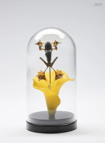 Naturalia A glass bell with Malabar gliding frog