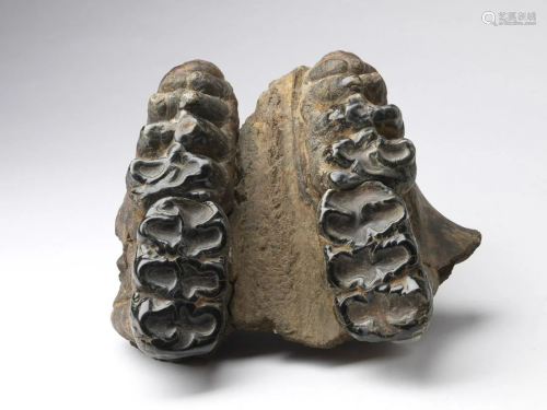 Naturalia A fossilized mandible, probably belonging…