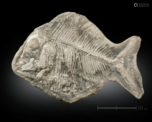 Naturalia Fossilized fish Brasil.