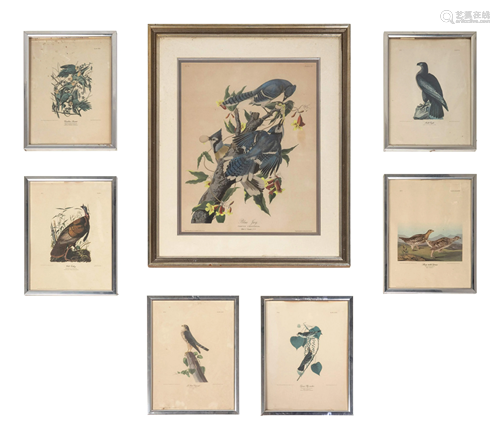 Seven Framed Bird Engravings Largest print 24 x 19