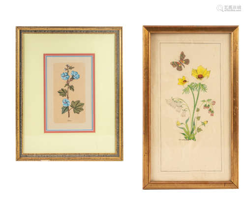 Set of Vintage Lithograph of Plants