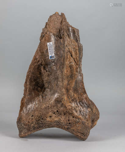 A Fossilized Woolly Mammoth Left Shoulder Blade C665-4507