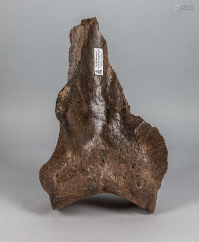 A Fossilized Woolly Mammoth Left Shoulder Blade C664-4506
