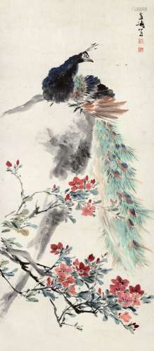 王雪涛  1903～1982  孔雀  绘画 立轴  设色纸本