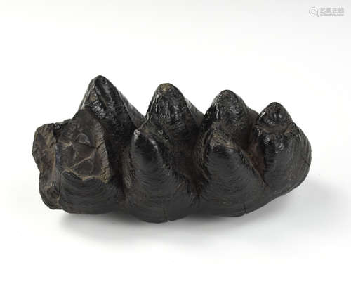 Gorgeous Black Mastodon Tooth Florida Fossile