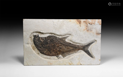 Diplomystus Fossil Fish