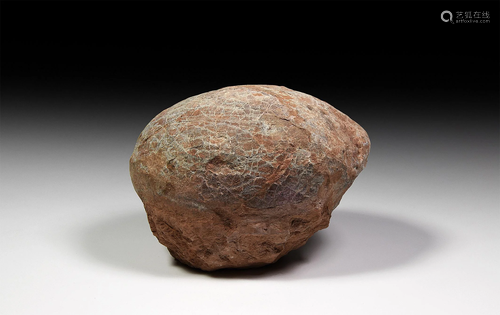 Fossil Hadrosaur Dinosaur Egg