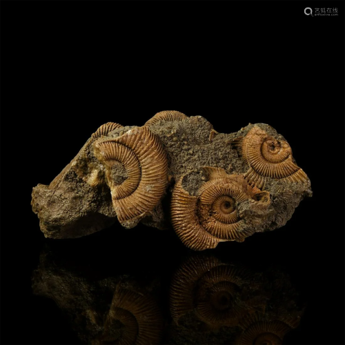 Dactylioceras Fossil Ammonites