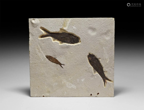 Triple Mioplosus Fossil Fish