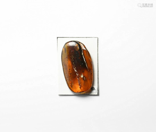Amber with Insects
