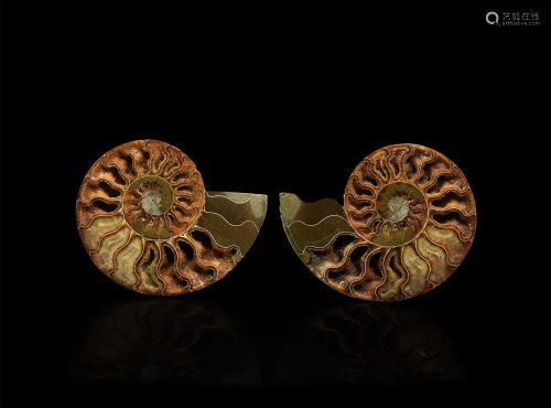 Cut and Polished Ammonite
