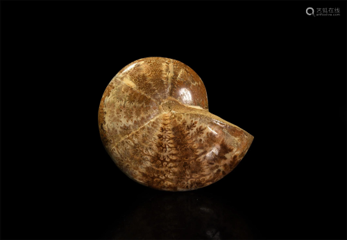 Polished Perisphinctes Fossil Ammonite