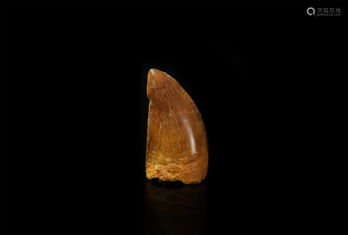 Fossil African T-Rex Dinosaur Tooth