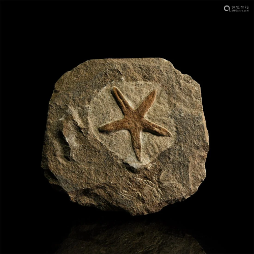 Fossil Petraster Starfish