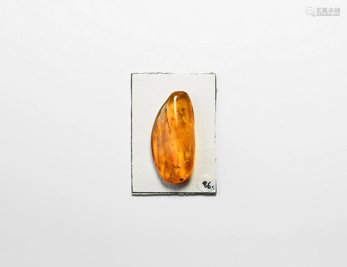 Amber with Insects