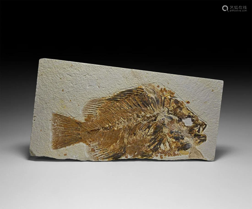 Priscicareliops Fossil Fish