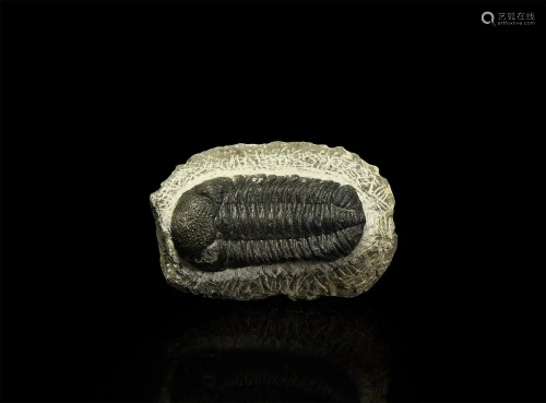 Geesops Fossil Trilobite
