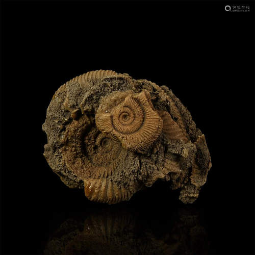 Dactylioceras Fossil Ammonite Group