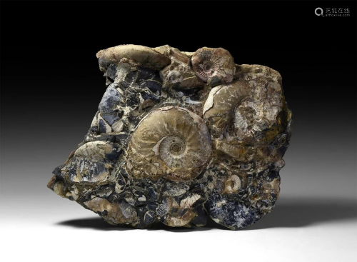 Kosmoceras Fossil Ammonite Display