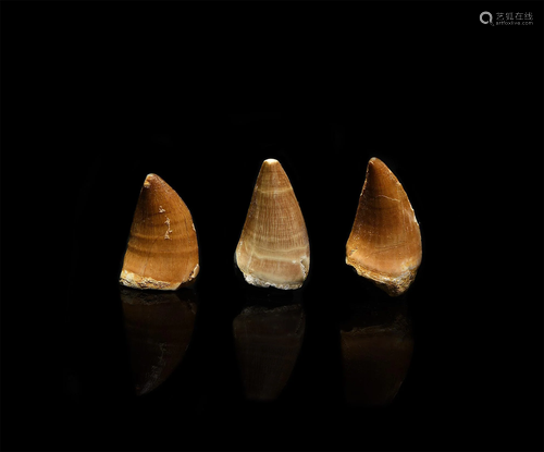 Fossil Mosasaurus Marine 'Dinosaur' Tooth Group