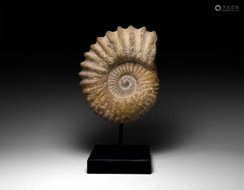 Acanthoceras Fossil Ammonite