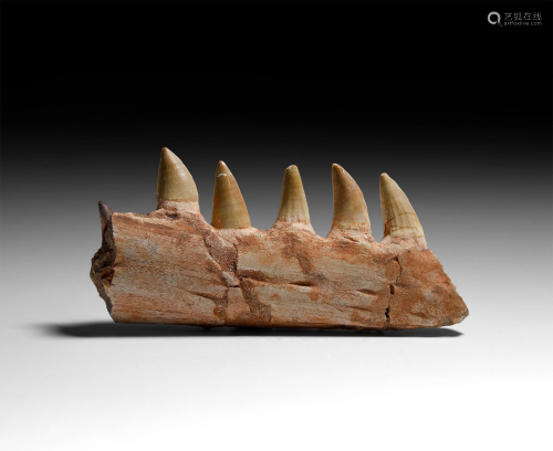 Mosasaur Aquatic Dinosaur Fossil Jaw Section