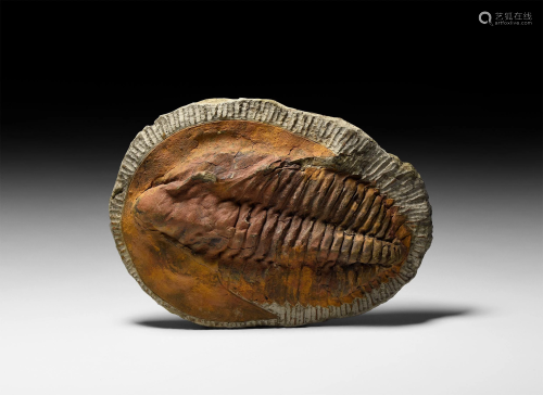 Large Fossil Trilobite