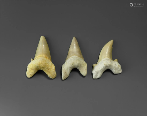 Otodus Shark Tooth Group