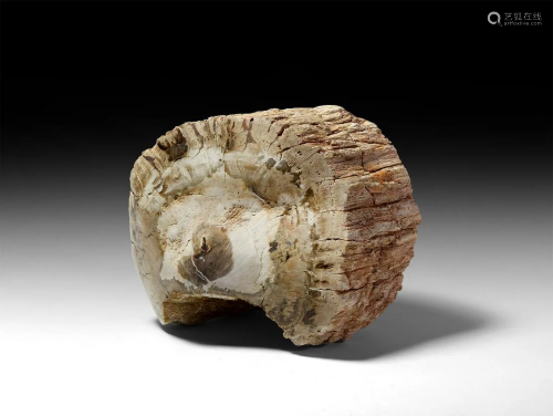 Fossilised Wood Stump