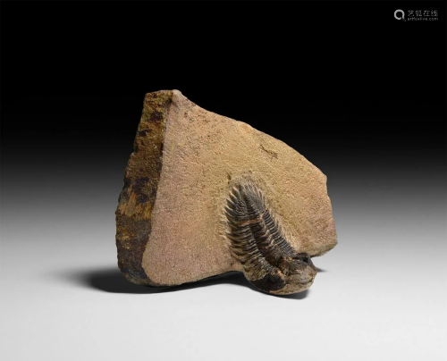 Hollardops Fossil Trilobite