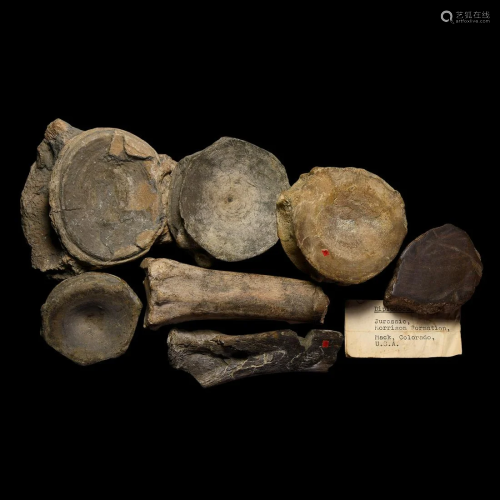 British Ichthyosaur Vertebra and Other Fossils