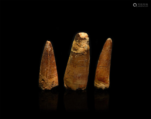 Spinosaurus Dinosaur Fossil Tooth Group