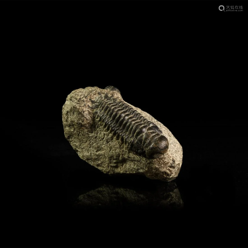 Fossil Trilobite in Matrix