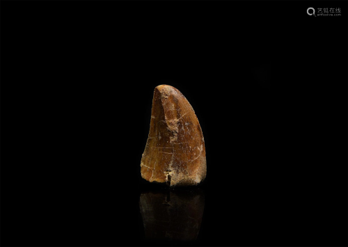 Fossil African T-Rex Tooth
