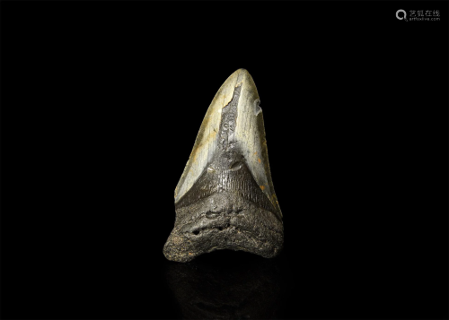 Megalodon Fossil Shark Tooth