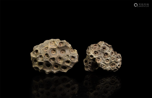Fossil Hexagonia Coral Group