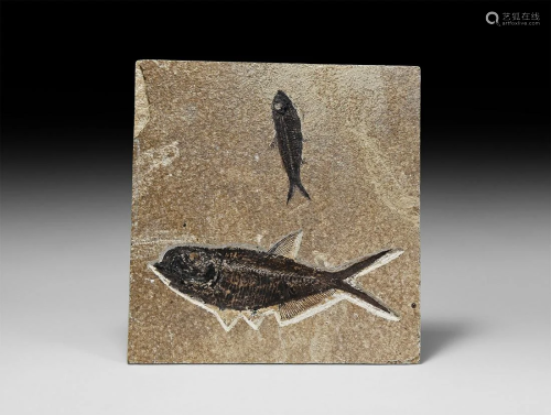 Double Mioplosus Fossil Fish