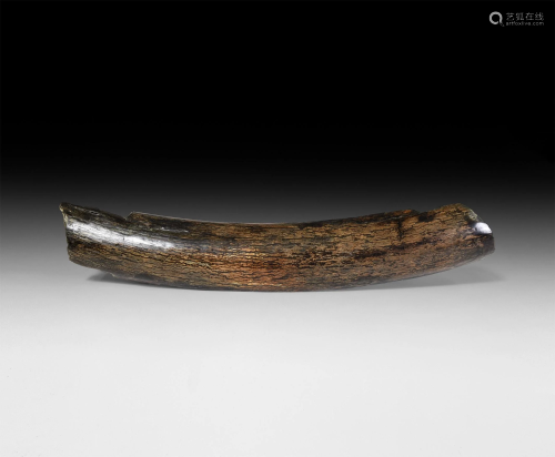 Mammoth Tusk Section
