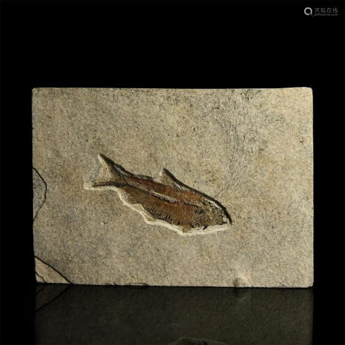 Knightia Eocaena Fossil Fish