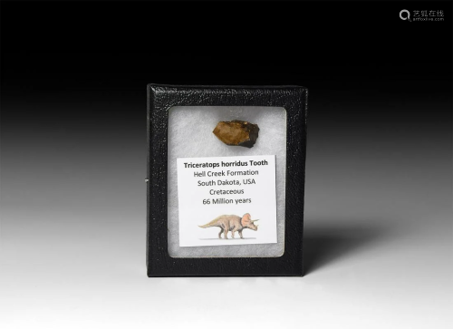 Triceratops Dinosaur Fossil Tooth