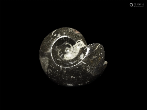 Sporadoceras Fossil Goniatite