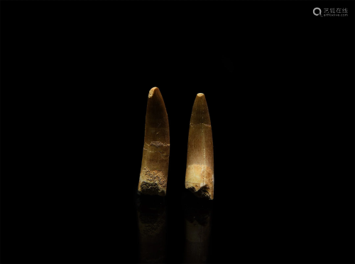 Large Fossil Pterosaur Tooth Group