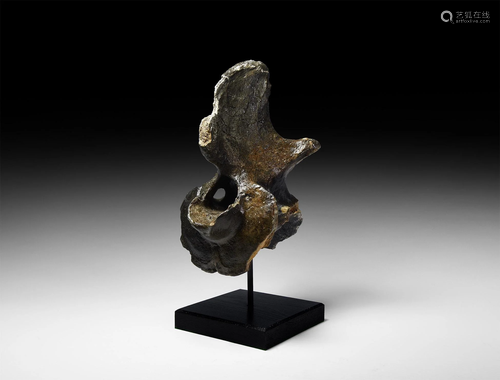 Fossil Bison Vertebra