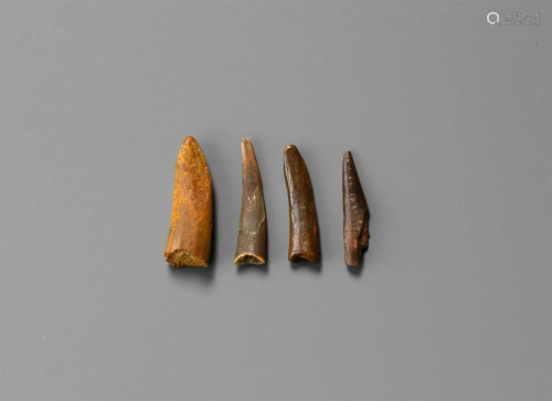 Fossil Pterosaur Tooth Group