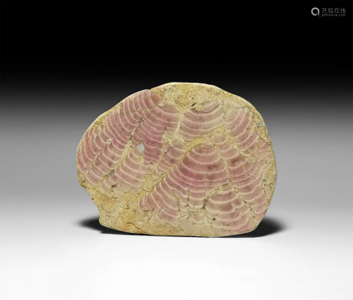 Fossil Red Alga 'Beetroot Stone' Polished Slice