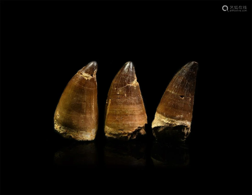 Large Fossil Mosasaur Tooth Group