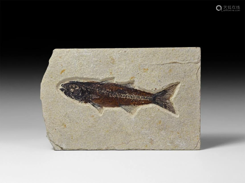 Mioplosus Fossil Fish