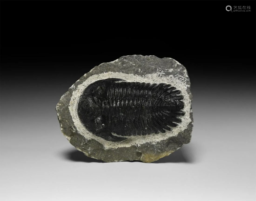 Metacanthina Fossil Trilobite