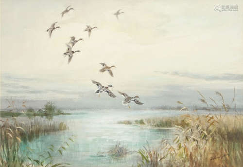 •AR Roland Green (1890-1972), Mallard alighting, watercolour, signed lower right, 33 x 48cm